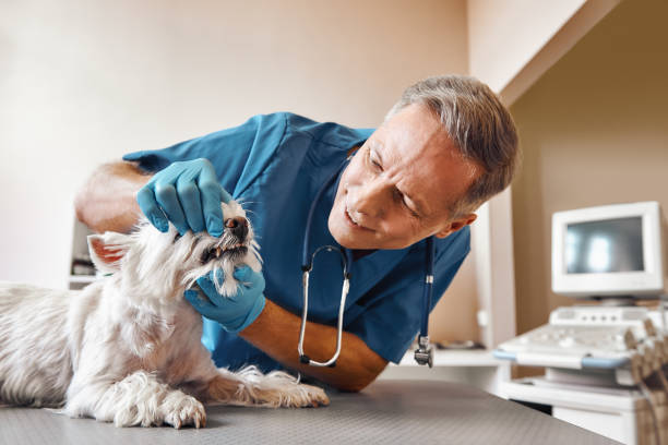 Best Emergency Dentist for Lost Fillings or Crowns in Florence, CO